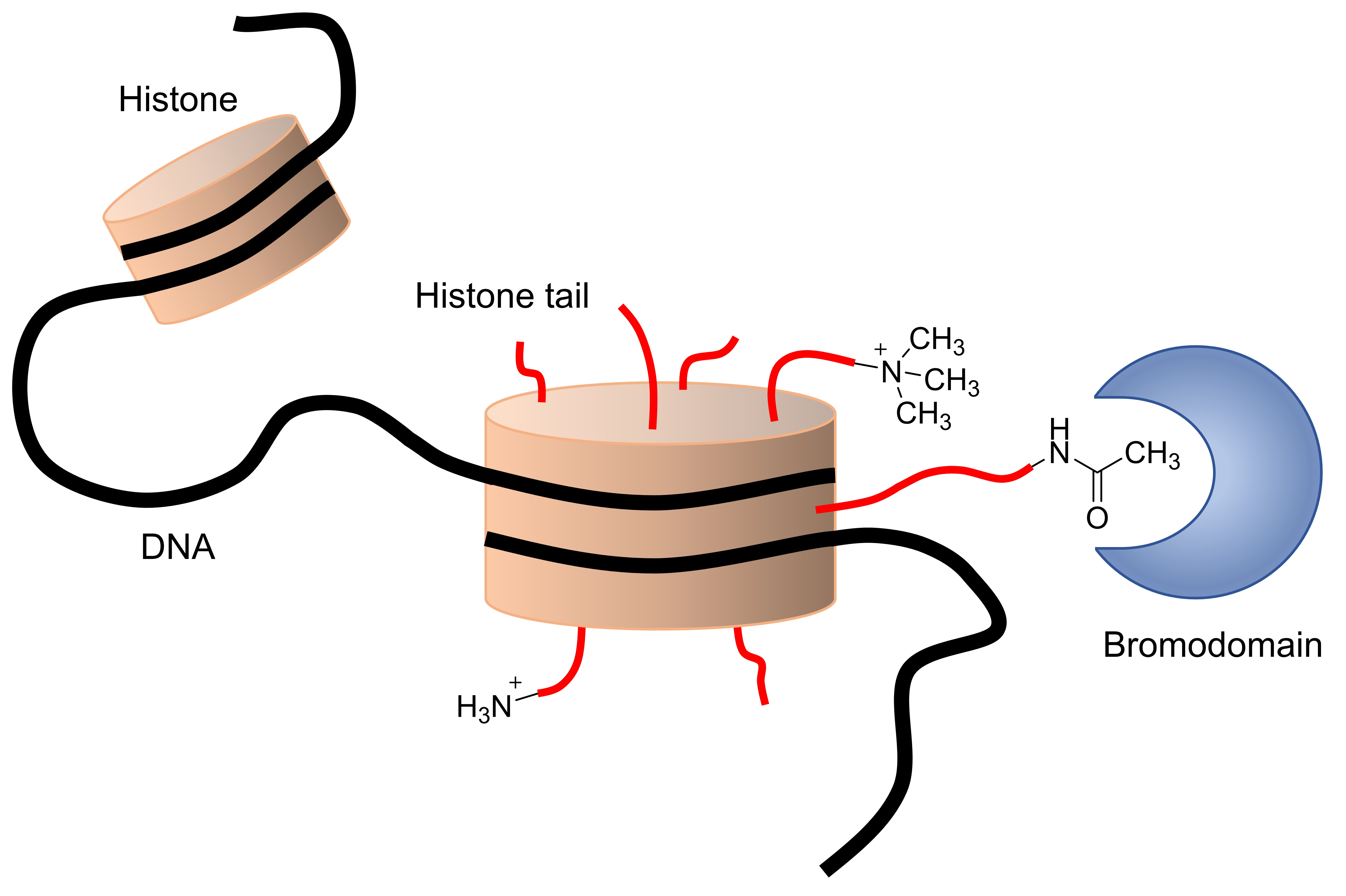 Representation of histone proteins